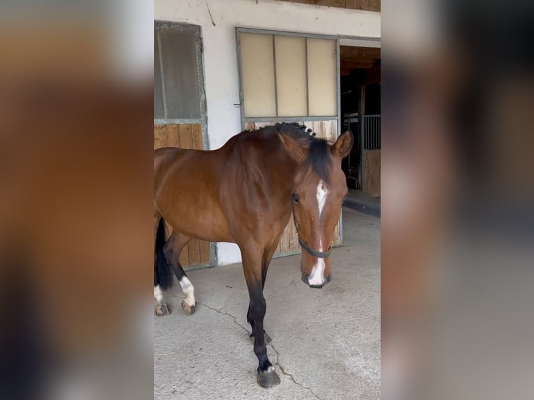 Belgisch Warmbloed Ruin 8 Jaar 165 cm Bruin in Salzburg