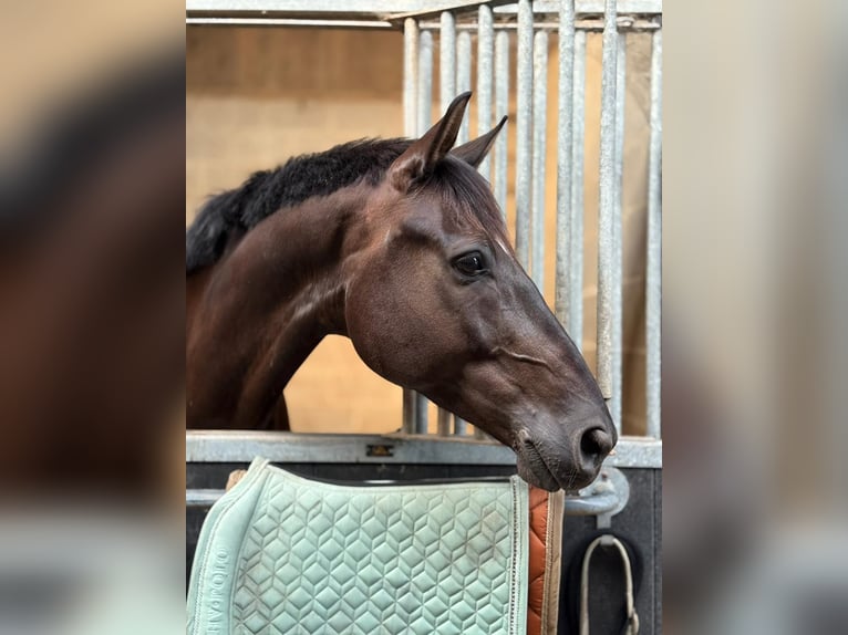 Belgisch Warmbloed Ruin 8 Jaar 165 cm Zwart in Tienen