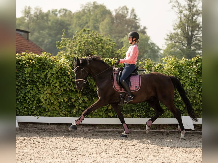 Belgisch Warmbloed Ruin 8 Jaar 165 cm Zwart in Tienen