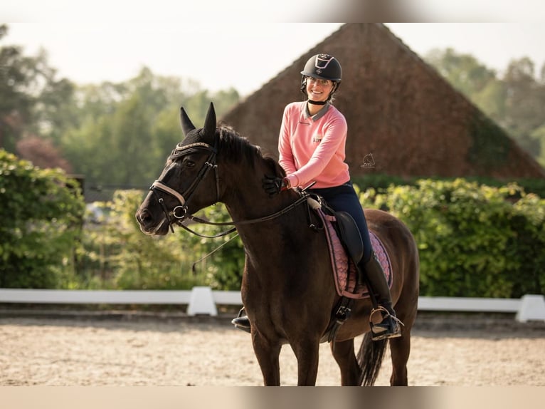 Belgisch Warmbloed Ruin 8 Jaar 165 cm Zwart in Tienen