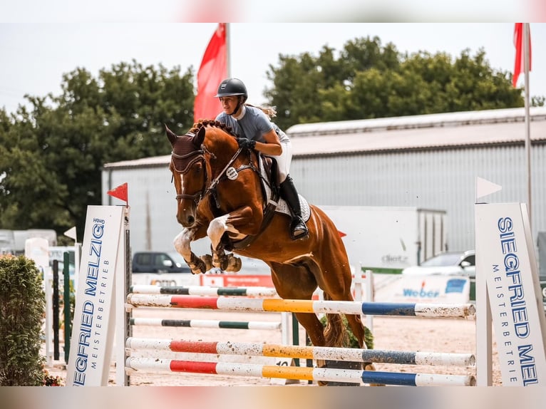 Belgisch Warmbloed Ruin 8 Jaar 166 cm Vos in Tönisvorst