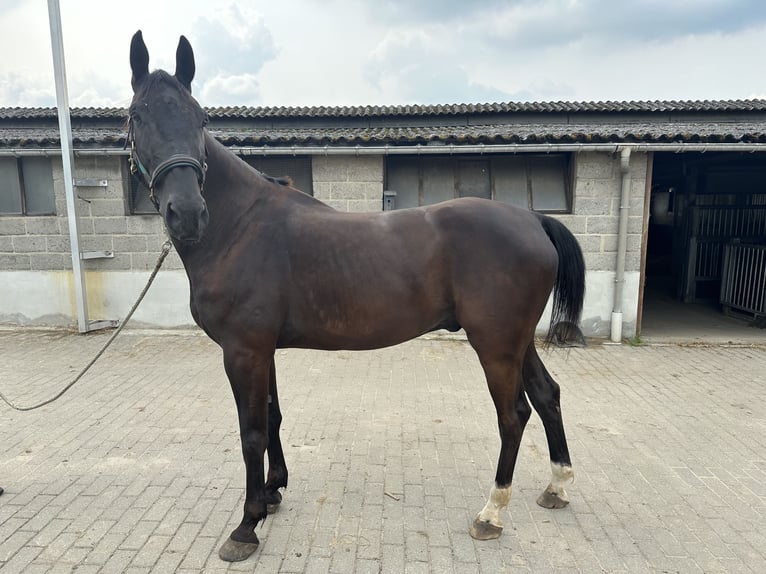 Belgisch Warmbloed Ruin 8 Jaar 168 cm Zwart in Diepenbeek