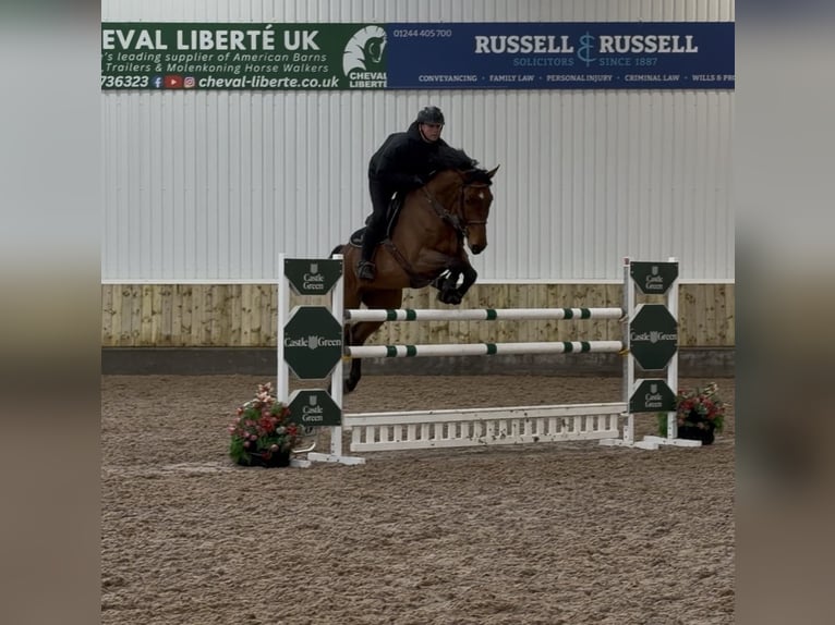 Belgisch Warmbloed Ruin 8 Jaar 170 cm Roodbruin in Brinscall