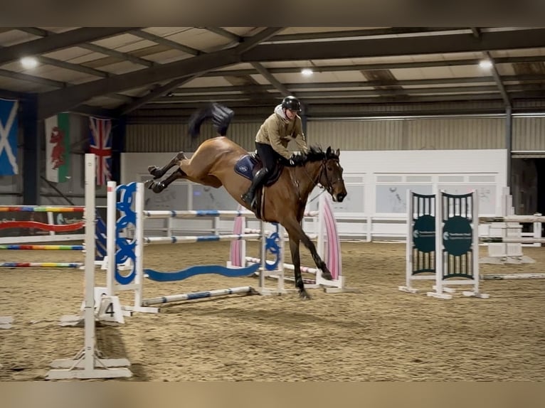 Belgisch Warmbloed Ruin 8 Jaar 170 cm Roodbruin in Brinscall