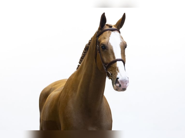 Belgisch Warmbloed Ruin 8 Jaar 171 cm Vos in Waddinxveen