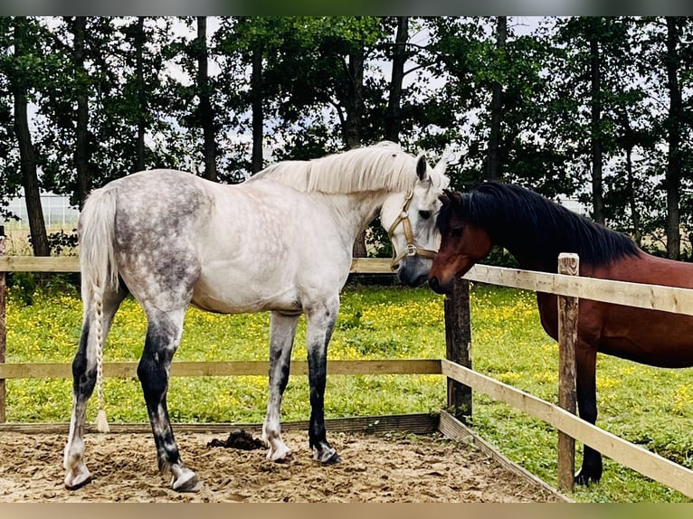 Belgisch Warmbloed Ruin 8 Jaar 172 cm Schimmel in 's-Gravenhage