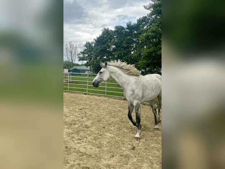 Belgisch Warmbloed Ruin 8 Jaar 172 cm Schimmel in 's-Gravenhage