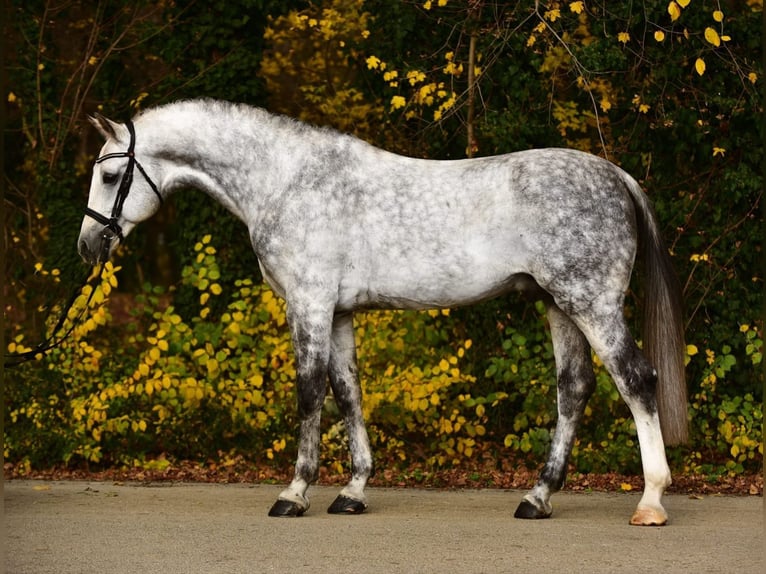 Belgisch Warmbloed Ruin 8 Jaar 172 cm Schimmel in B&#xE9;k&#xE9;sszentandr&#xE1;s