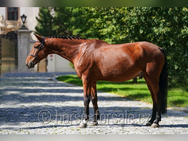 Belgisch Warmbloed Ruin 8 Jaar 173 cm Bruin in Prag