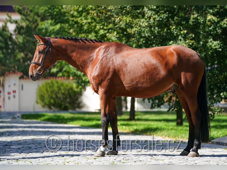 Belgisch Warmbloed Ruin 8 Jaar 173 cm Bruin in Prag