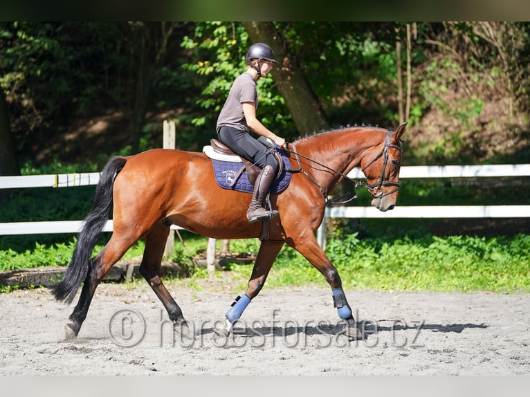 Belgisch Warmbloed Ruin 8 Jaar 173 cm Bruin in Prag