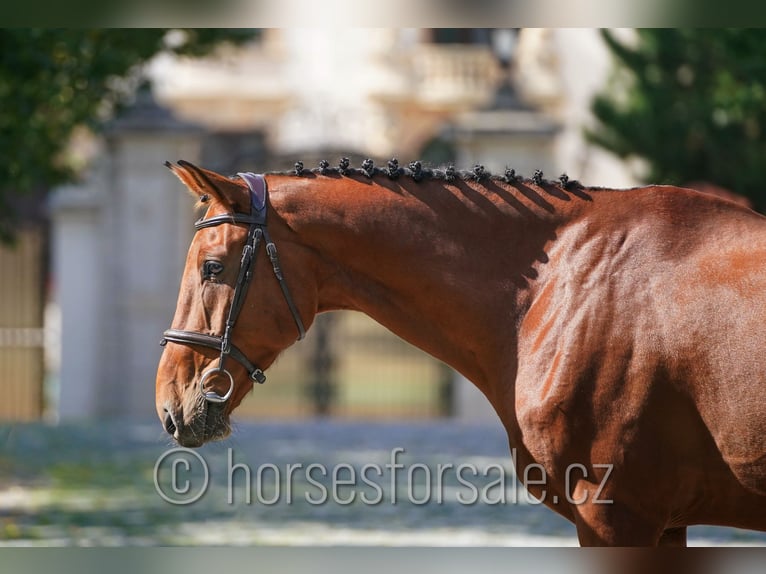 Belgisch Warmbloed Ruin 8 Jaar 173 cm Bruin in Prag