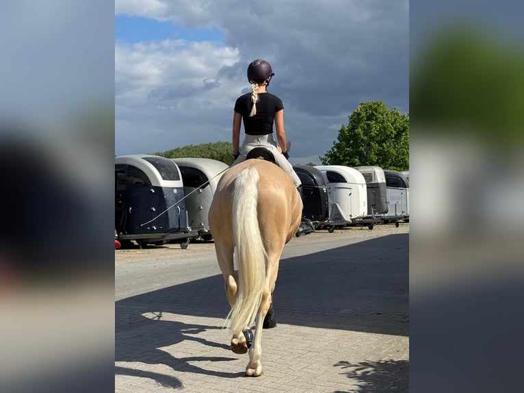 Belgisch Warmbloed Ruin 8 Jaar 173 cm Palomino in Osnabr&#xFC;ck