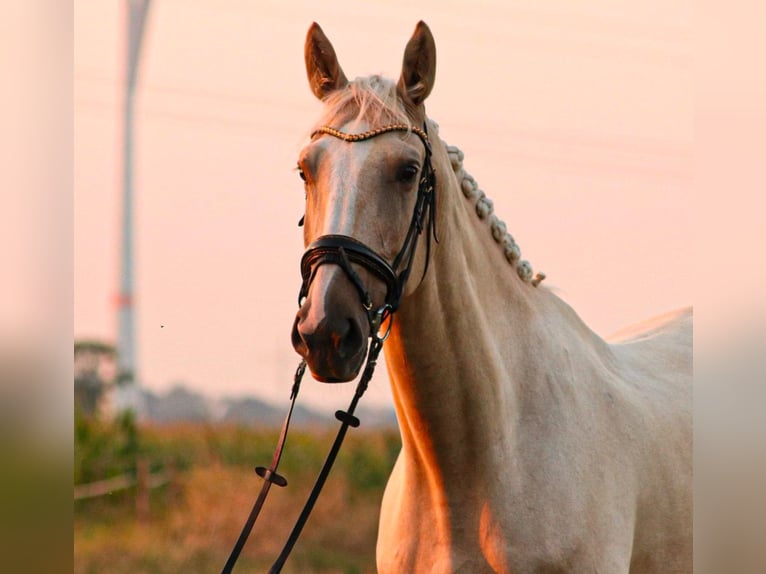 Belgisch Warmbloed Ruin 8 Jaar 173 cm Palomino in Osnabr&#xFC;ck