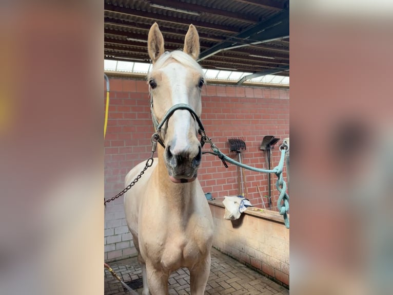 Belgisch Warmbloed Ruin 8 Jaar 173 cm Palomino in Osnabr&#xFC;ck