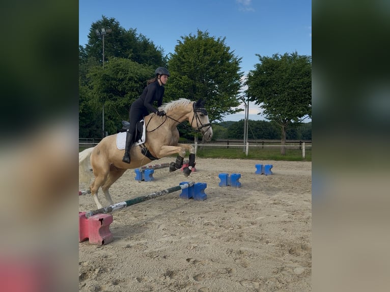 Belgisch Warmbloed Ruin 8 Jaar 173 cm Palomino in Osnabr&#xFC;ck