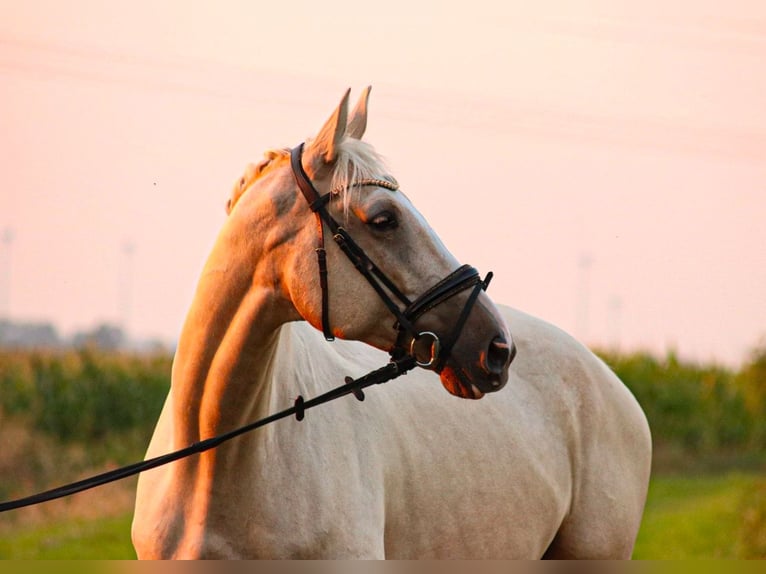 Belgisch Warmbloed Ruin 8 Jaar 173 cm Palomino in Osnabr&#xFC;ck