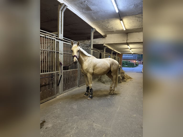Belgisch Warmbloed Ruin 8 Jaar 173 cm Palomino in Osnabr&#xFC;ck