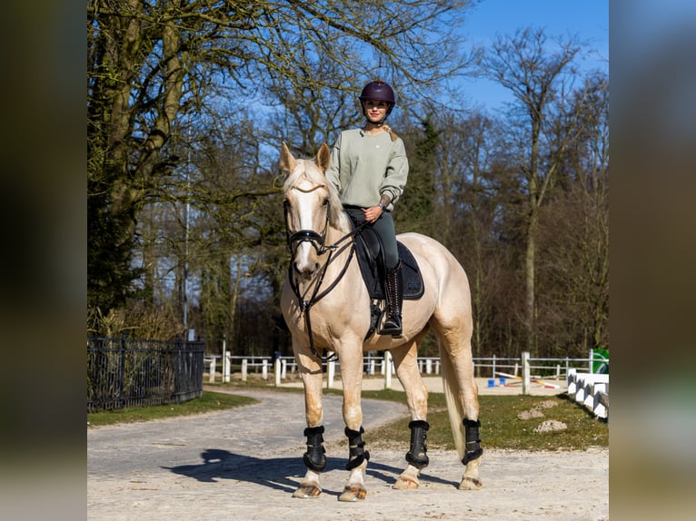 Belgisch Warmbloed Ruin 8 Jaar 173 cm Palomino in Osnabr&#xFC;ck