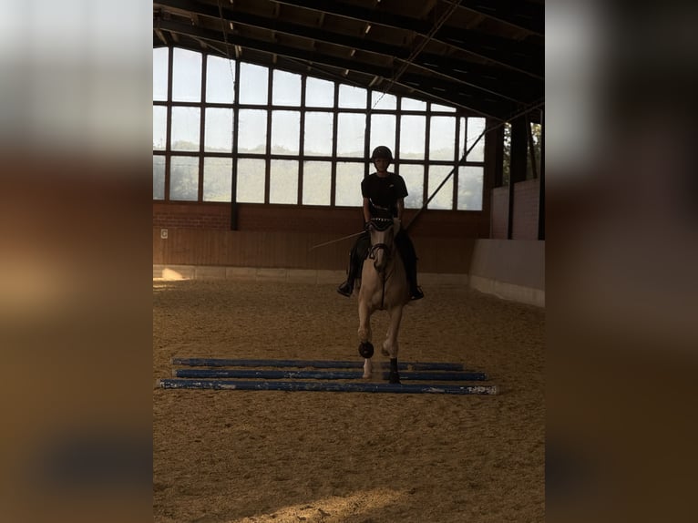 Belgisch Warmbloed Ruin 8 Jaar 173 cm Palomino in Osnabr&#xFC;ck