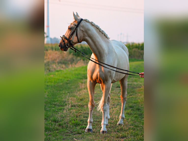 Belgisch Warmbloed Ruin 8 Jaar 173 cm Palomino in Osnabr&#xFC;ck