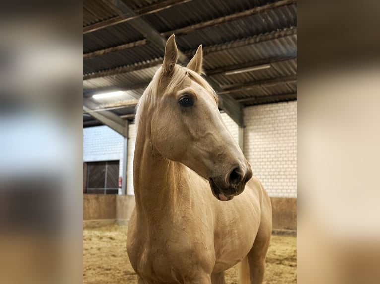 Belgisch Warmbloed Ruin 8 Jaar 173 cm Palomino in Osnabr&#xFC;ck