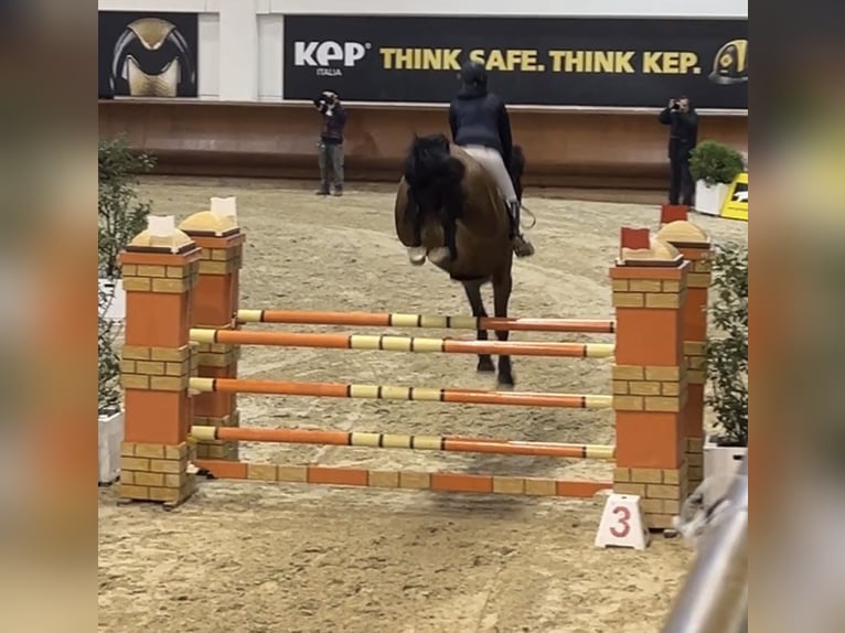 Belgisch Warmbloed Ruin 8 Jaar 175 cm Bruin in Bologna