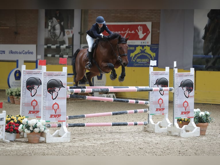 Belgisch Warmbloed Ruin 8 Jaar 175 cm Bruin in Bologna