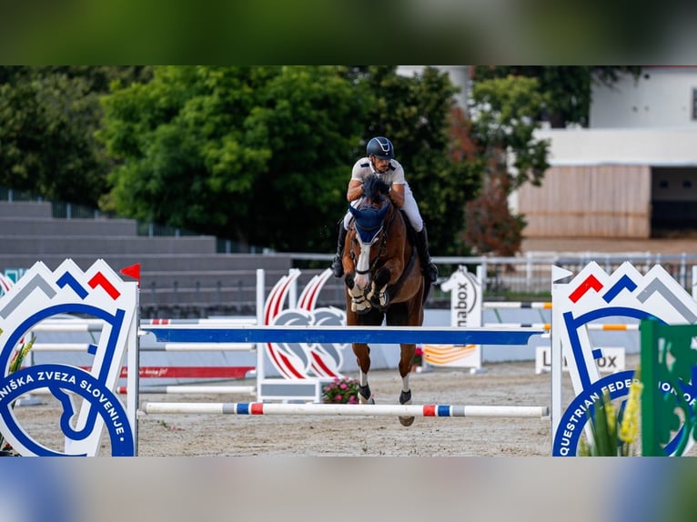 Belgisch Warmbloed Ruin 8 Jaar 175 cm Roodbruin in sežana