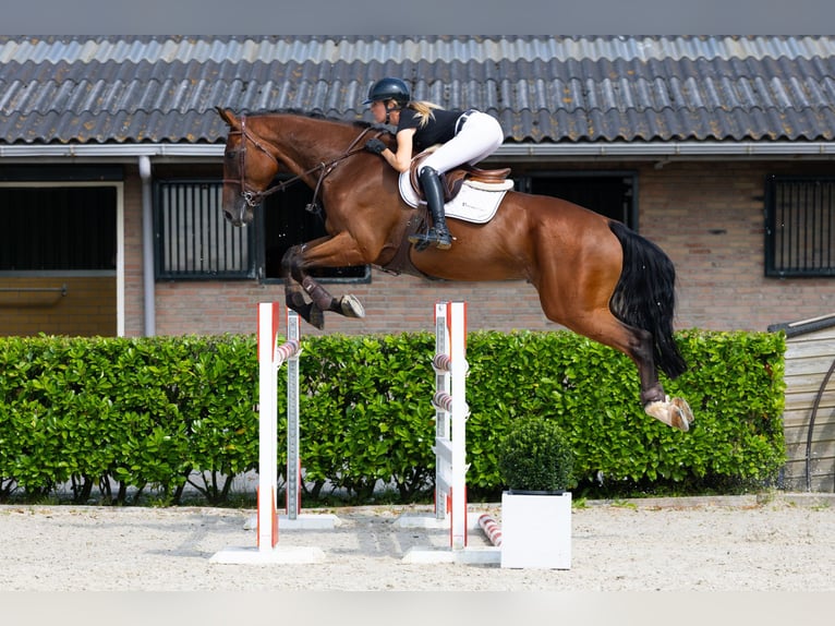 Belgisch Warmbloed Ruin 8 Jaar 176 cm Bruin in Waddinxveen