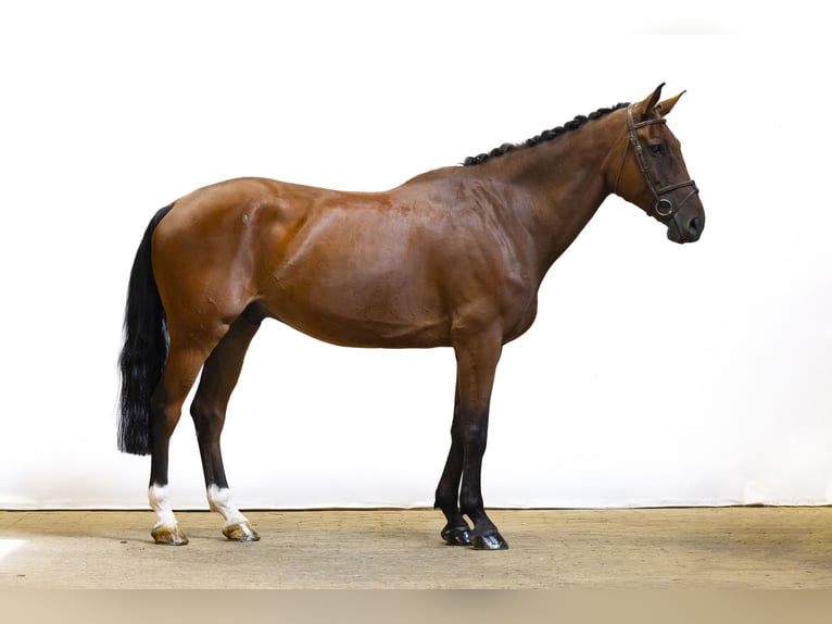 Belgisch Warmbloed Ruin 8 Jaar 176 cm Bruin in Waddinxveen