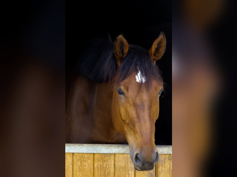 Belgisch Warmbloed Ruin 8 Jaar 176 cm Donkerbruin in Berg