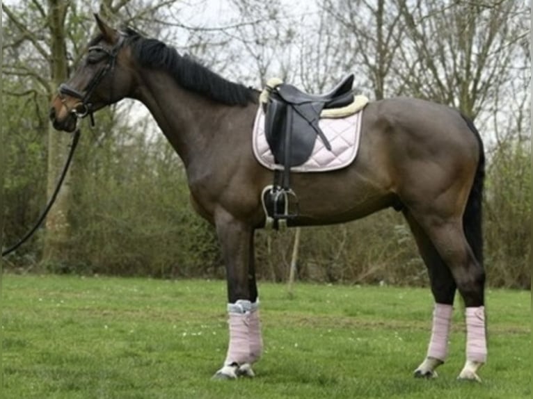 Belgisch Warmbloed Ruin 8 Jaar 178 cm Donkerbruin in Pulheim