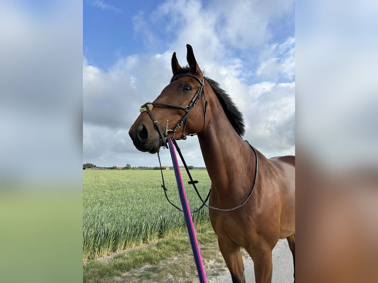 Belgisch Warmbloed Ruin 8 Jaar 180 cm Bruin in Knokke