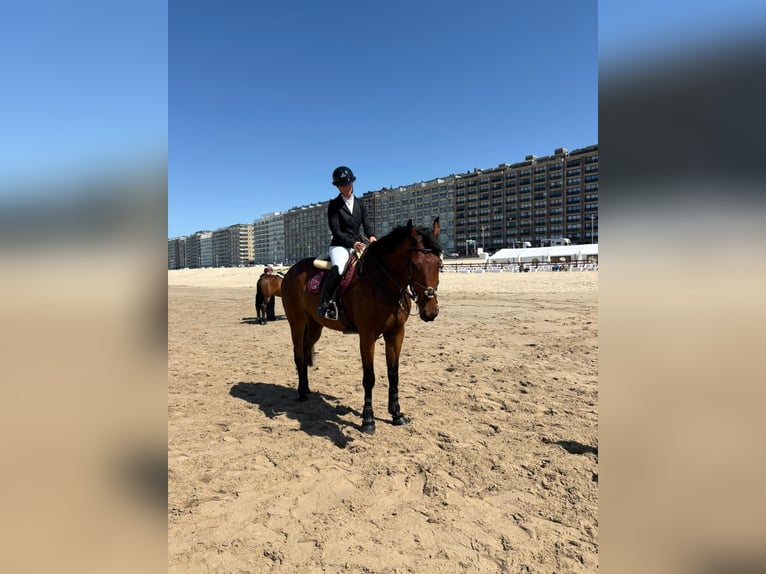 Belgisch Warmbloed Ruin 8 Jaar 180 cm Bruin in Knokke