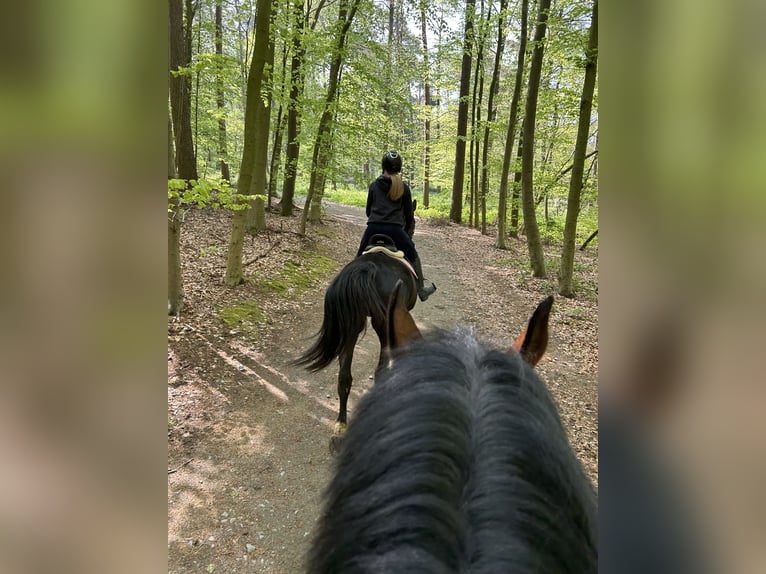Belgisch Warmbloed Ruin 8 Jaar 180 cm Bruin in Knokke