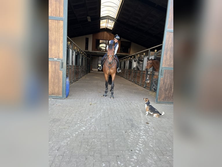 Belgisch Warmbloed Ruin 8 Jaar 180 cm Bruin in Knokke