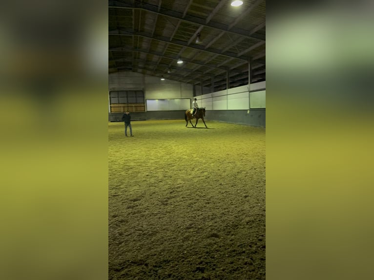Belgisch Warmbloed Ruin 8 Jaar 180 cm Bruin in Knokke