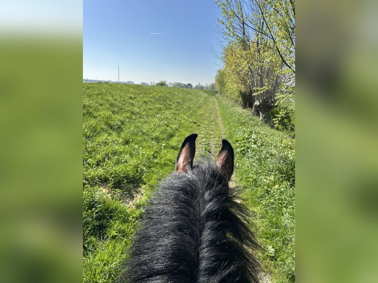 Belgisch Warmbloed Ruin 8 Jaar 180 cm Bruin in Knokke