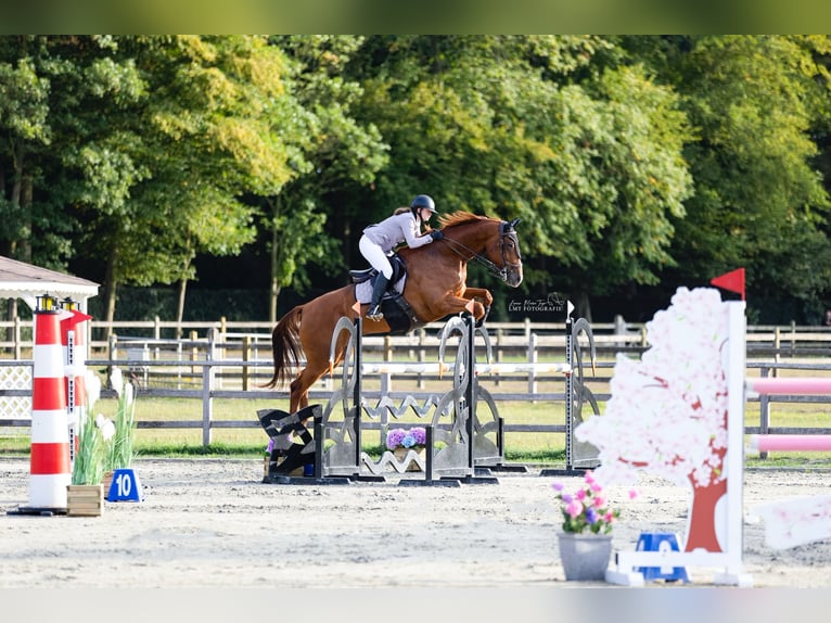 Belgisch Warmbloed Ruin 8 Jaar 180 cm Vos in Lokeren