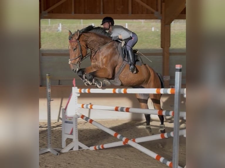 Belgisch Warmbloed Ruin 8 Jaar 183 cm Bruin in Schladming