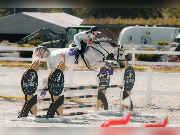 Belgisch Warmbloed Ruin 8 Jaar 183 cm Schimmel in K&#x119;bliny