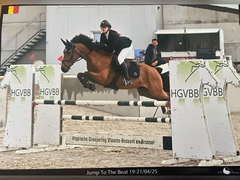 Belgisch Warmbloed Ruin 9 Jaar 148 cm Donkerbruin in Asten