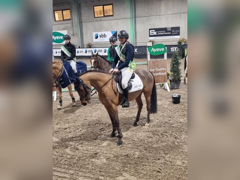 Belgisch Warmbloed Ruin 9 Jaar 148 cm Donkerbruin in Asten