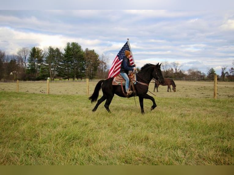 Belgisch Warmbloed Ruin 9 Jaar 160 cm Zwart in Howell