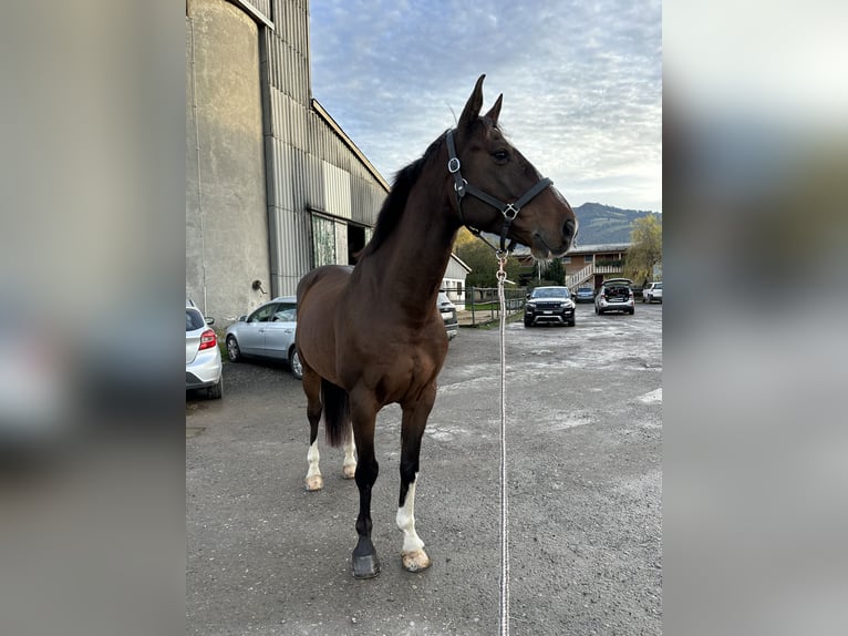 Belgisch Warmbloed Ruin 9 Jaar 164 cm Bruin in Siebnen