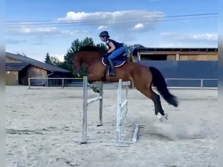 Belgisch Warmbloed Ruin 9 Jaar 166 cm Bruin in Pelmberg