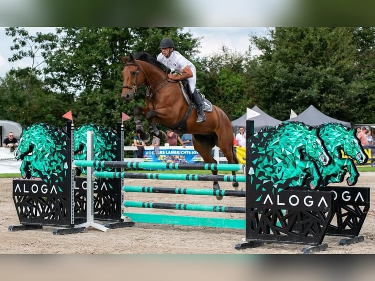 Belgisch Warmbloed Ruin 9 Jaar 166 cm Bruin in Kaulille