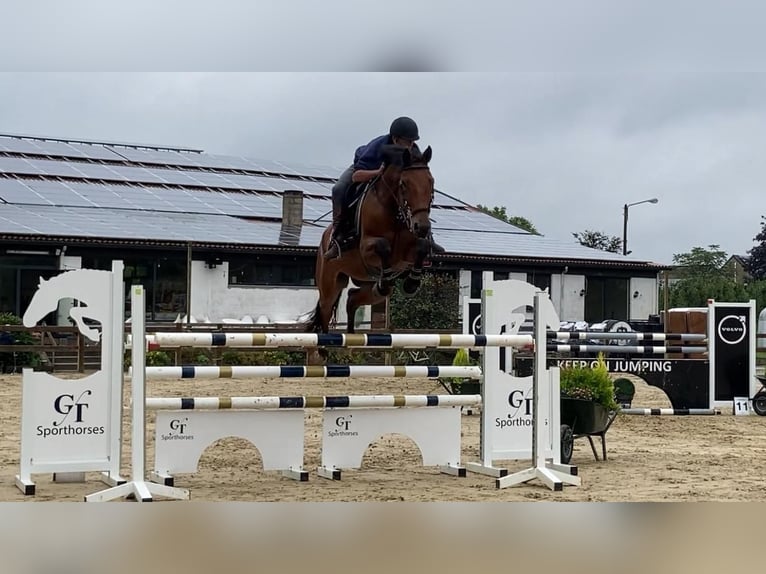 Belgisch Warmbloed Ruin 9 Jaar 166 cm Bruin in Kaulille