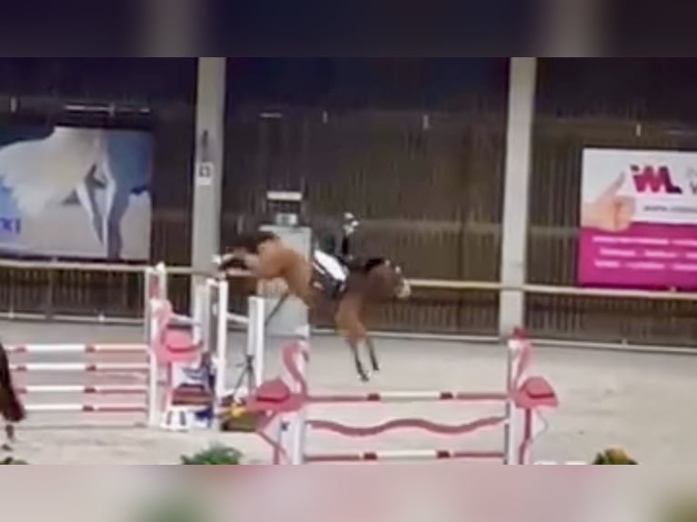 Belgisch Warmbloed Ruin 9 Jaar 167 cm Bruin in Fernelmont